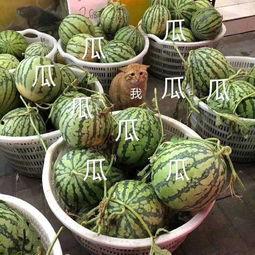 娱乐吃瓜壁纸图片大全